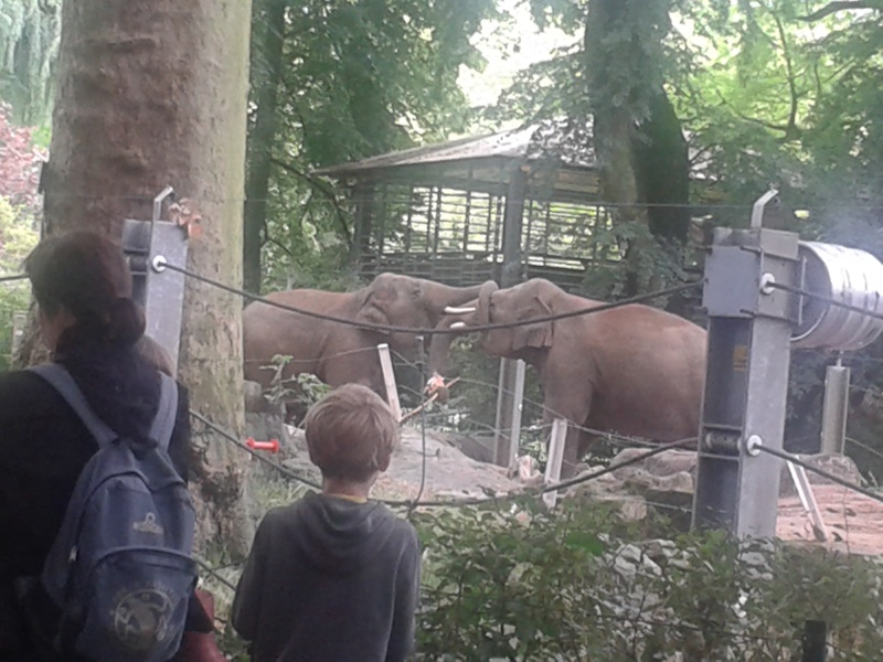 Sortie au zoo d Envers 20140719