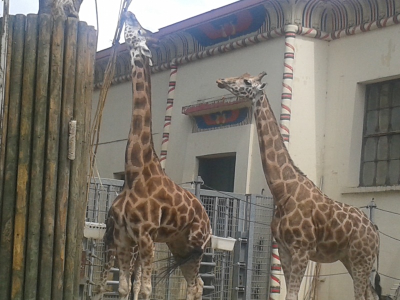 Sortie au zoo d Envers 20140720