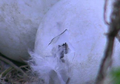 Wildtier-Livecams - Seite 6 Bildsc83
