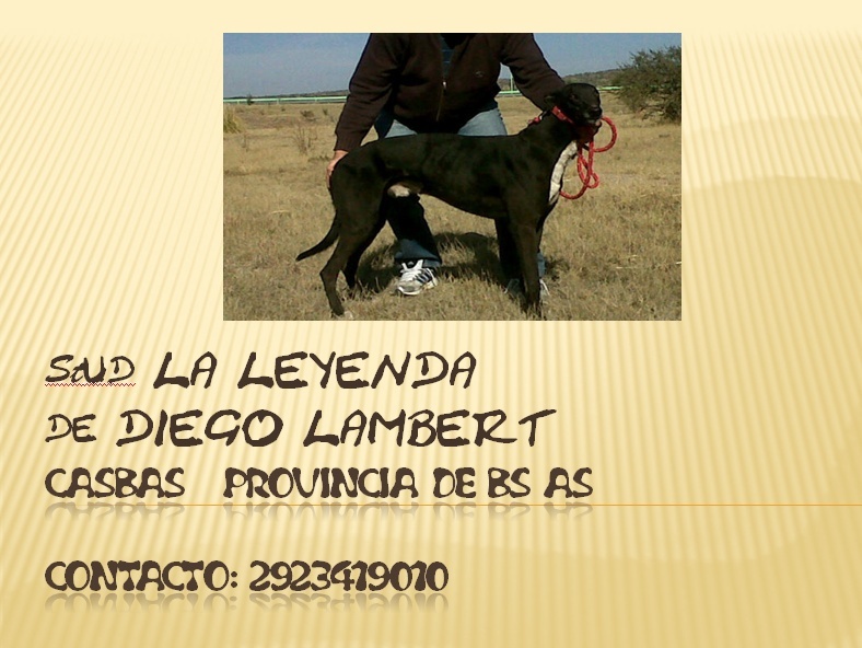 STUD LA LEYENDA de DIEGO LAMBERT Captur15