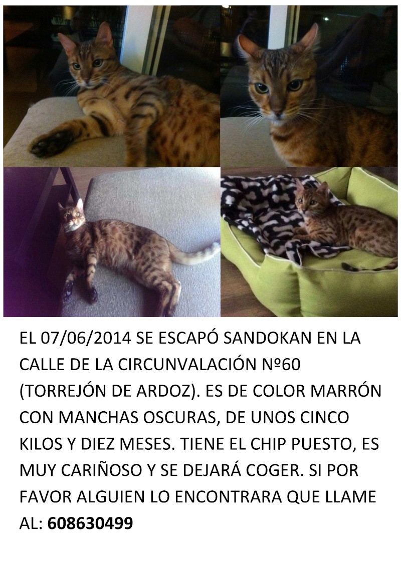 Sandokan, gato Bengalí perdido en Torrejón de Ardoz (Madrid) Sandok10