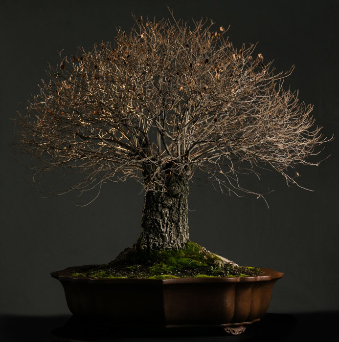 Bonsai from Chile South America 21_olm10