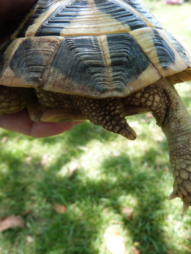 Identification de la tortue d'une amie P1040711