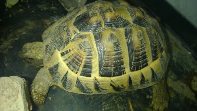 Identification de la tortue d'une amie Wp_20113