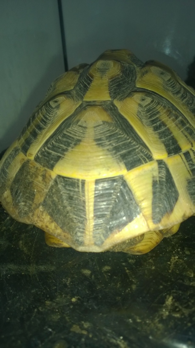 Identification de la tortue d'une amie Wp_20114