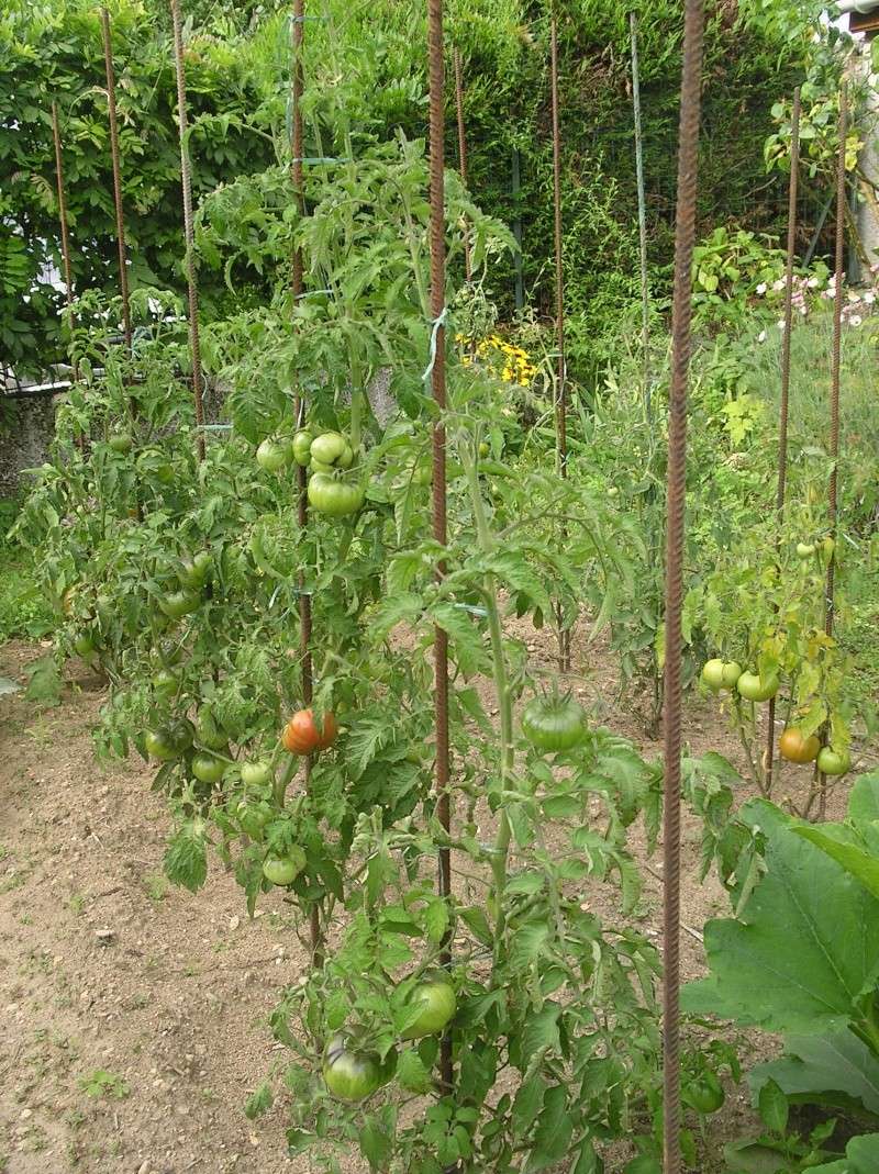 Tomates - Page 8 Imgp0170