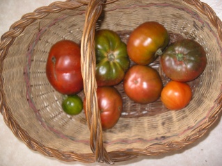 tomates Imgp0192