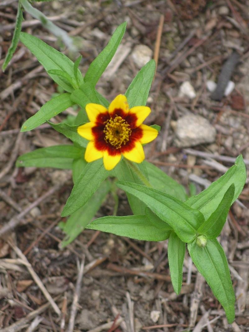 Zinnia - Page 3 Imgp0197