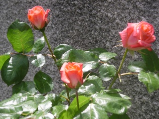 rosa Tendresse Tendre12