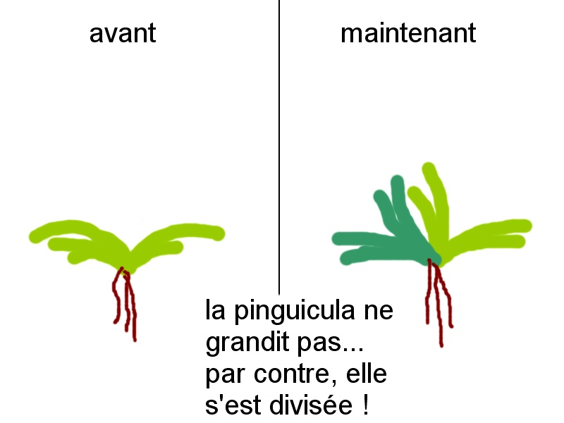 pinguicula grandiflora Pingui10