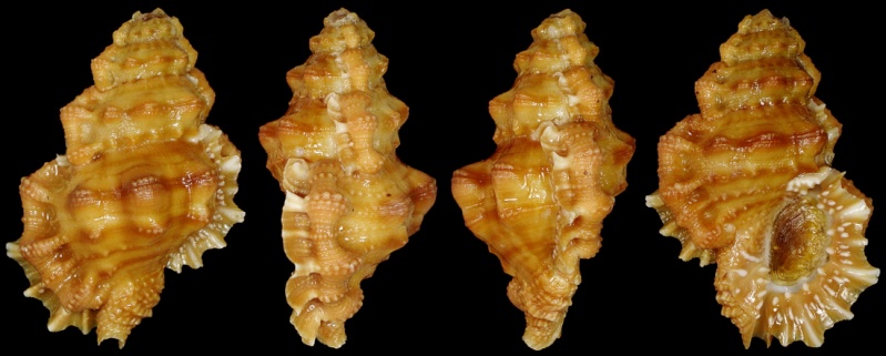 Bursidae Gm Alanbeuella corrugata (Perry, 1811) Img_1011