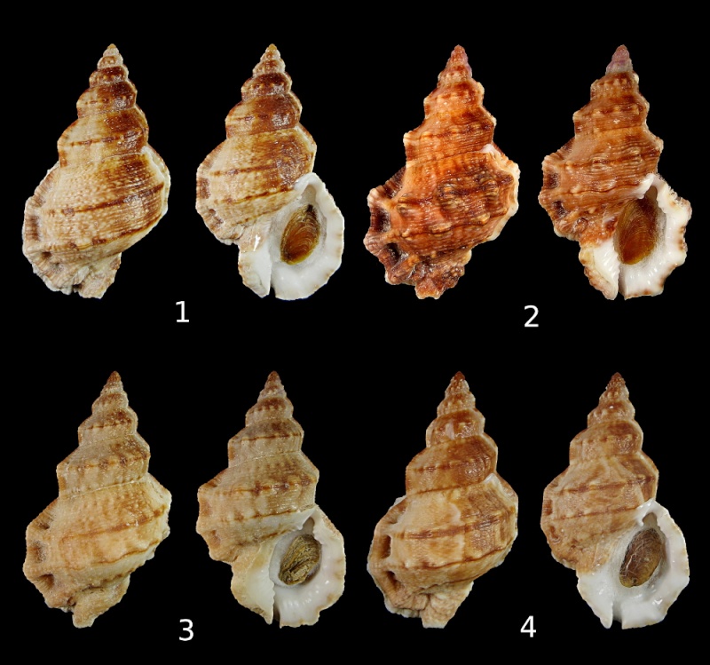 Bursidae Dulcerana elisabettae (Nappo, Pellegrini & Bonomolo, 2014) Tavola11