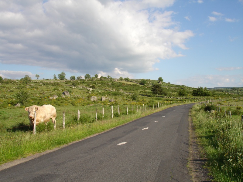 L'Aubrac .... Dsc03611