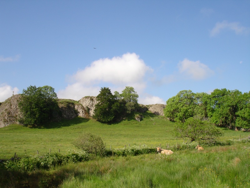 L'Aubrac .... Dsc03618