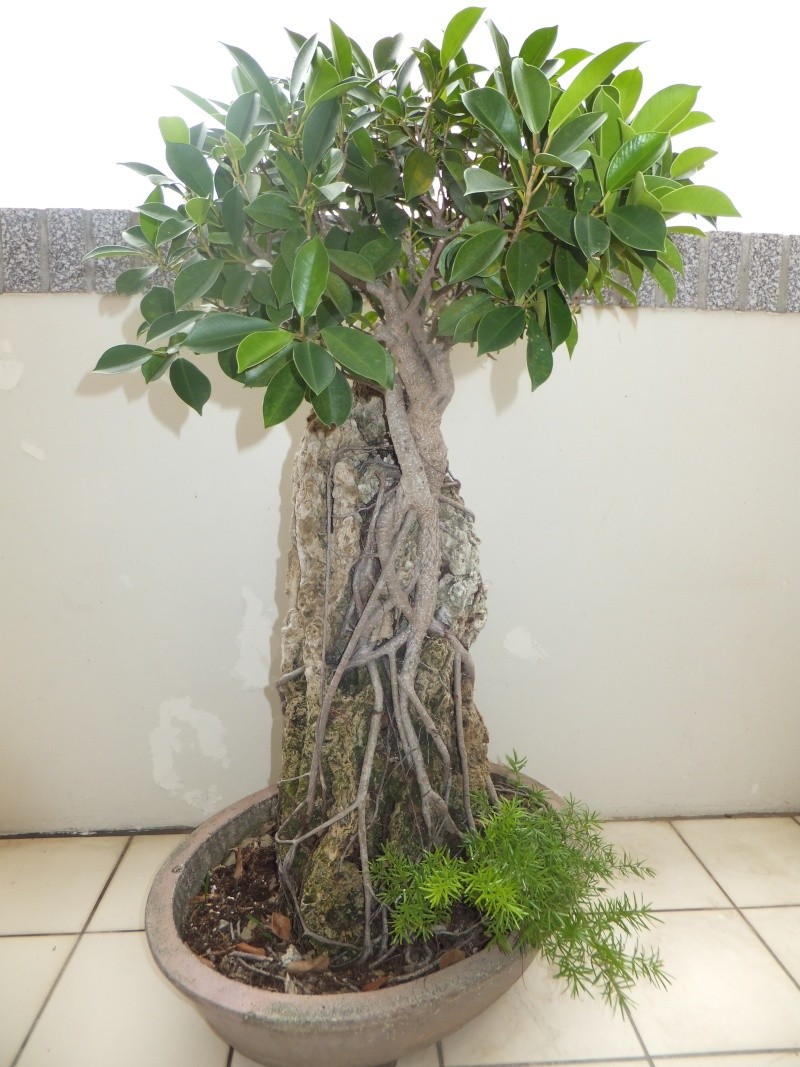 Restyling Root Over Rock Ficus Microcarpa. Camera11