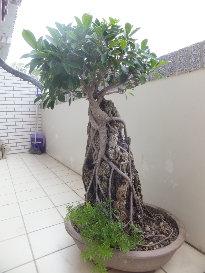 Restyling Root Over Rock Ficus Microcarpa. Camera13