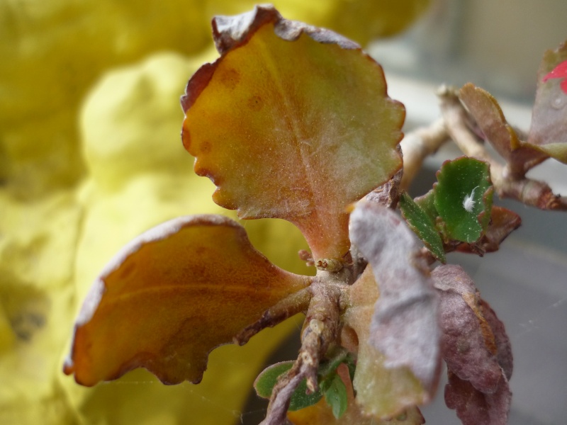 [ Kalanchoe blossfeldiana 'Calandiva' ] P1080912