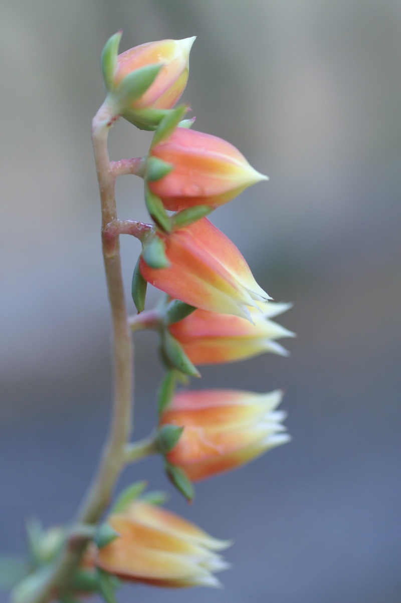 [ Echeveria nodulosa ] Pict2713