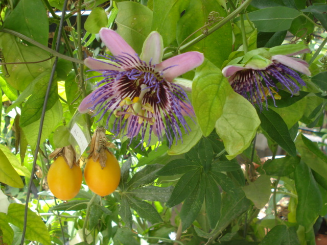 passiflora alata en floraison Impera10