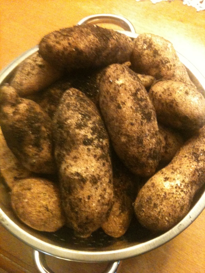 Potatoes - potato harvest 03110