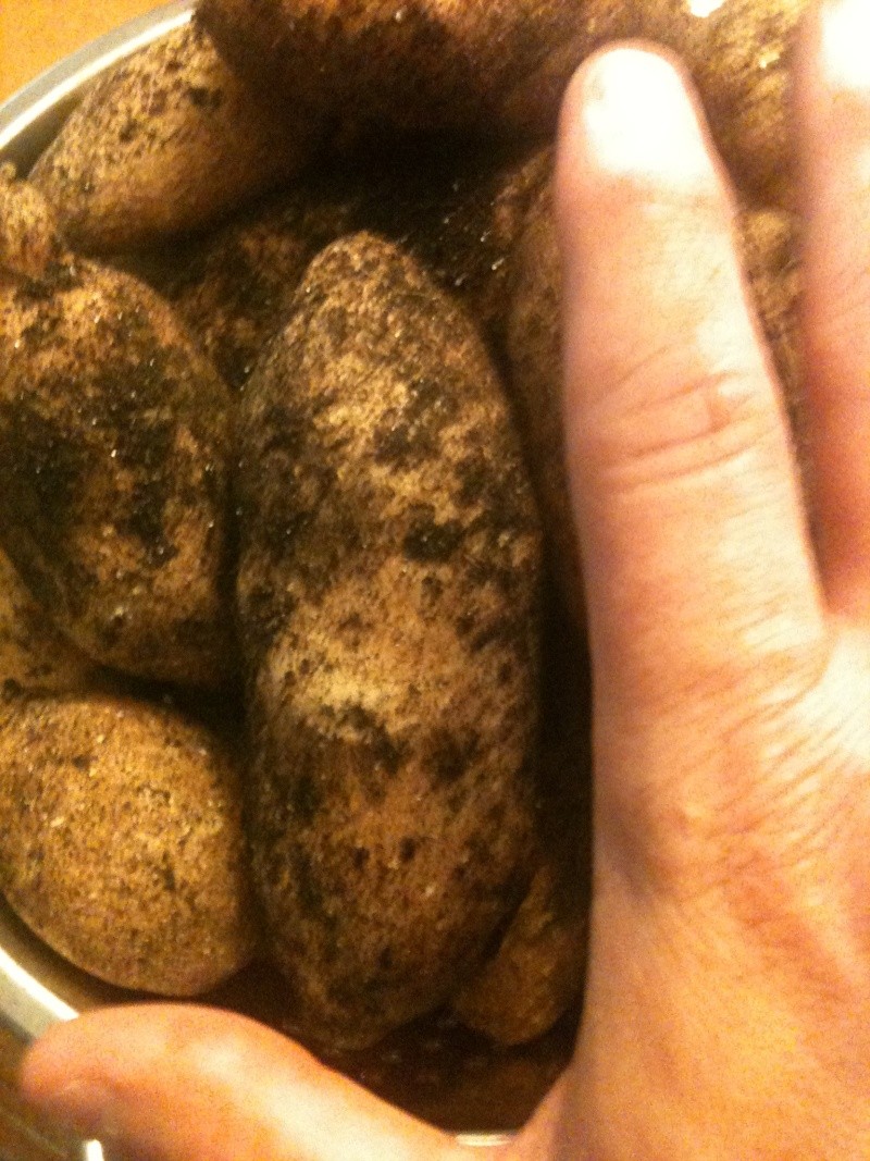 potato harvest 03210