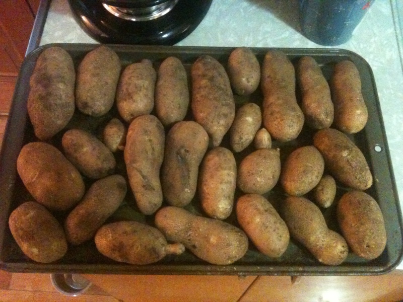 potato harvest 03310