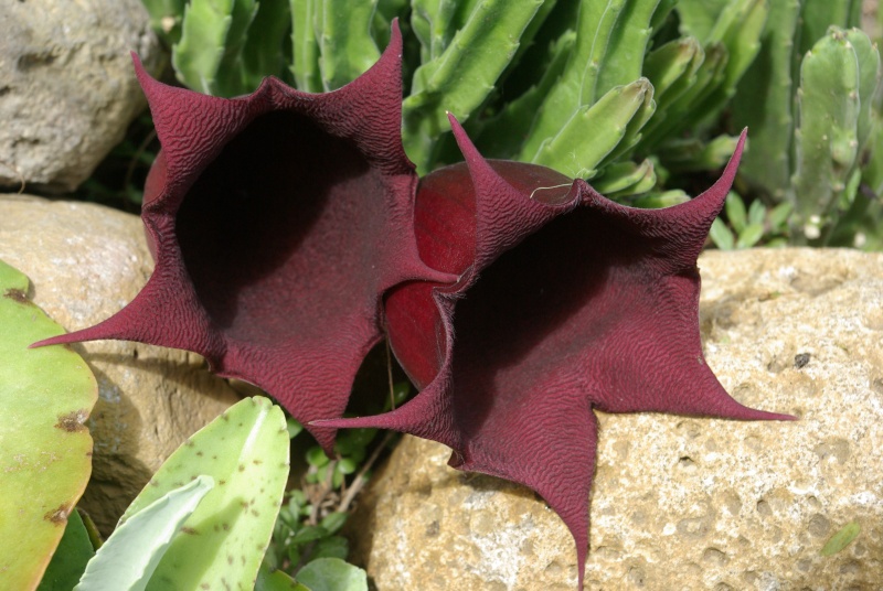 Stapelia grandiflora - Page 2 Imgp4315