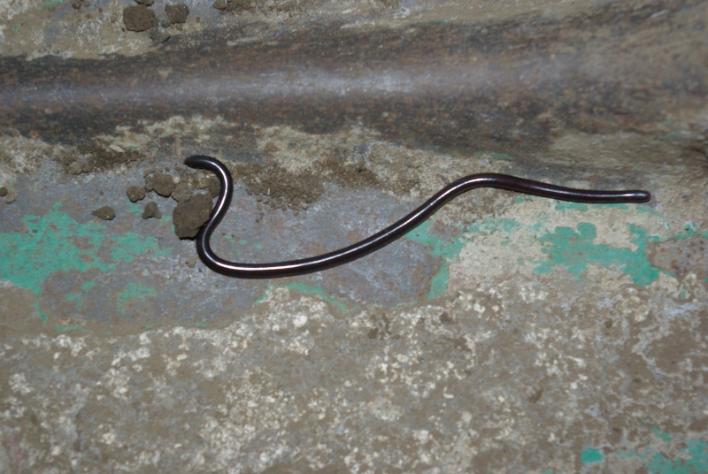 Serpent minuscule Imgp5128