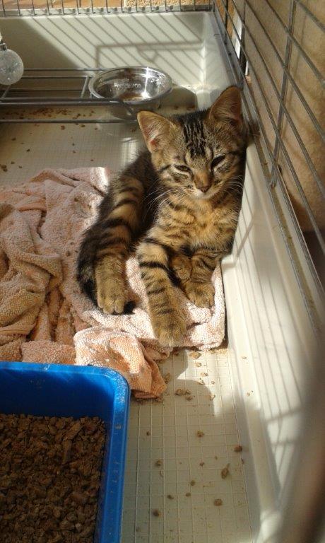 Jimmy, chaton mâle brown tabby né le 23/05/2014 20140814