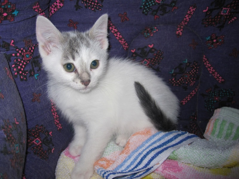 JENNIE, chatonne européenne blanche avec taches grises, née le 30/03/14 Img_0041