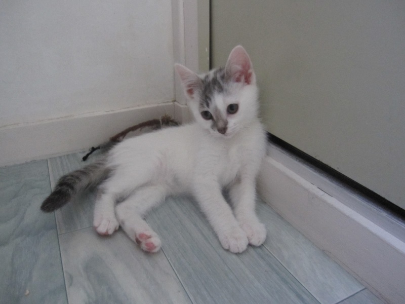 JENNIE, chatonne européenne blanche avec taches grises, née le 30/03/14 Img_0111