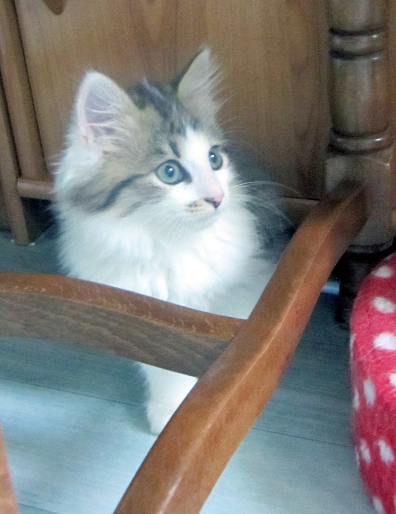 Jacob, chaton mâle brow tabby blanc mi-long né le 23/05/2014 Img_0213