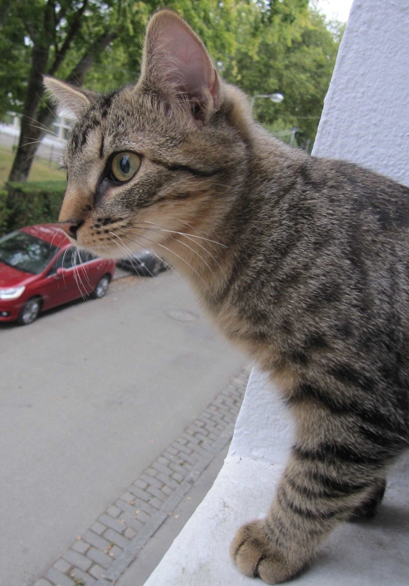 Jimmy, chaton mâle brown tabby né le 23/05/2014 Img_0516