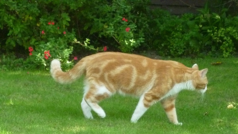 IDRIS, chat roux tigré et blanc, né le 01/07/2013 P1050712