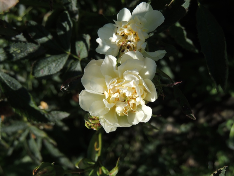 Rosa cannabifolia, Geranium nodosum, Salvia stenophylla [devinette] Dscn1230