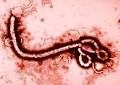 Ebola Virus - Page 3 Images10