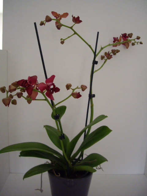 Mes orchidées 2a10