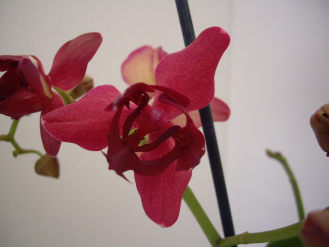 Mes orchidées 2b10