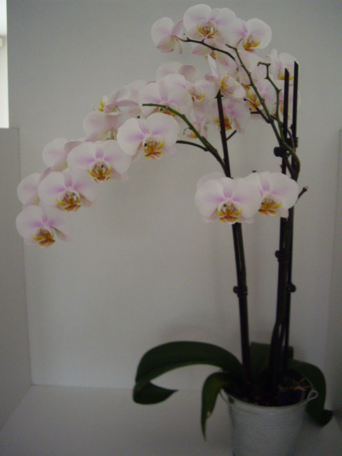 Mes orchidées 3a10