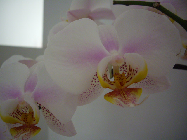 Mes orchidées 3b10