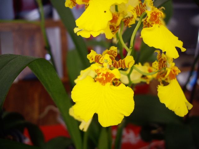 Oncidium hybride Imgp2618