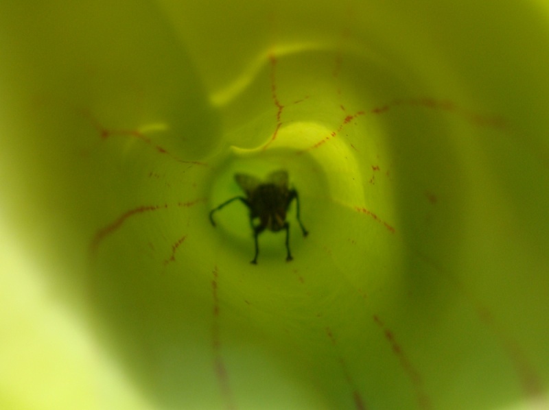 Ces insectes qui se font manger Dsc07713