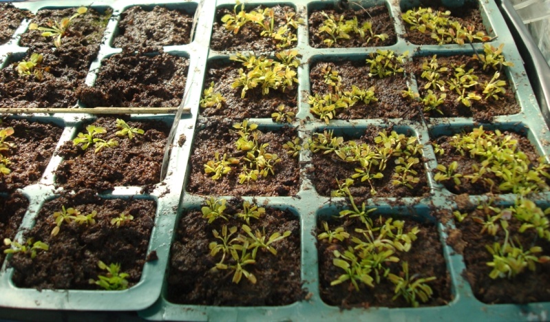 Suivi semis et germination Dionaea [Ted82] - Page 3 Dsc07936