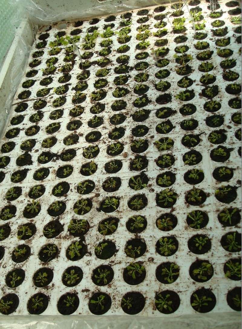 Suivi semis et germination Dionaea [Ted82] - Page 5 Dsc08419