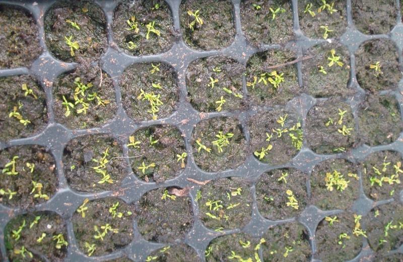 Suivi semis et germination Dionaea [Ted82] - Page 5 Dsc08946