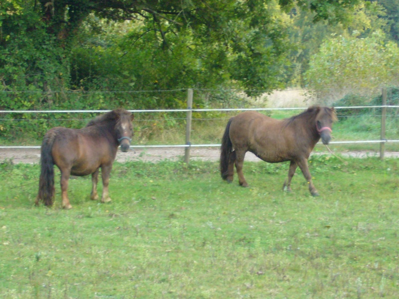 (DEPT 58) UVEA et TIFFANY shetlands, sauvées par Géraldine (Sept 2014) P1050913