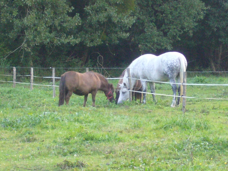 (DEPT 58) UVEA et TIFFANY shetlands, sauvées par Géraldine (Sept 2014) P1050916