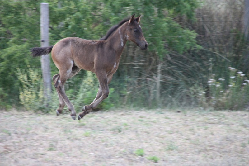 naissance 2014 au ranch cow sense fils d'hesa guns entreprise Img_6512