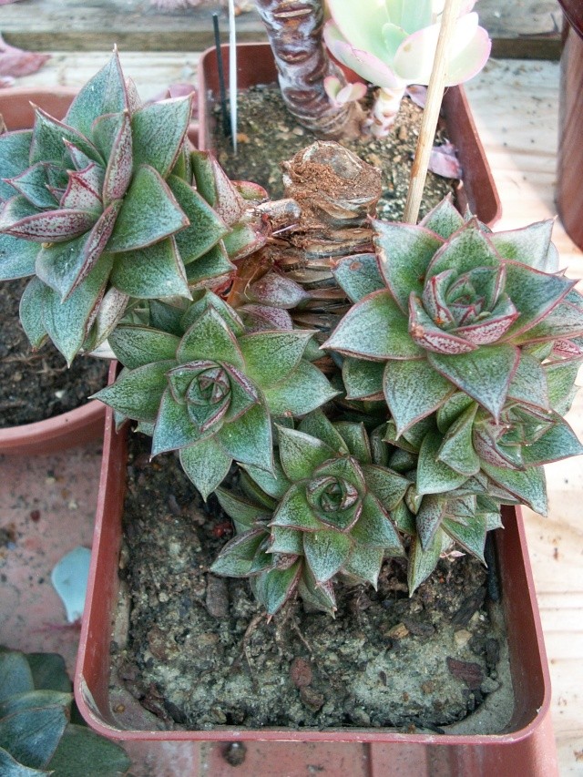 Echeveria purpusorum et hybrides 01-08-10