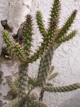 Cylindropuntia spinosior - Page 2 29-07-11